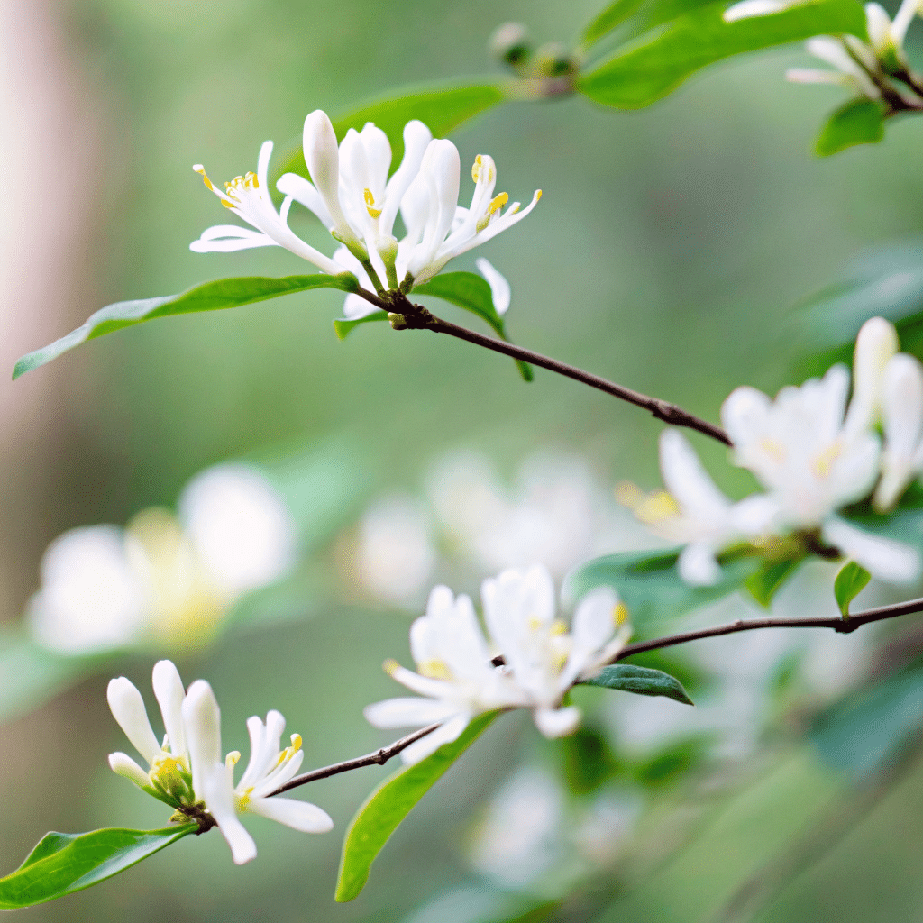 Honeysuckle syrup recipe ingredients